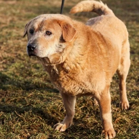 9 letni samiec z Sobolewa