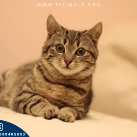 Płatek - Towarzyski burasek czeka na dom