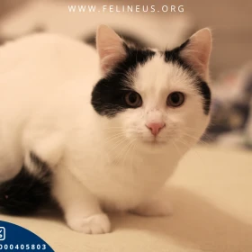 London - Przytulaśny kocurek czeka na dom