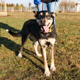 2 letnia suczka z Sobolewa