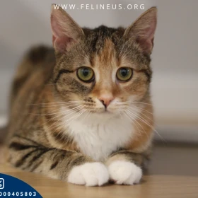 Karmelka - Ciekawska i niezalezna kicia czeka na dom