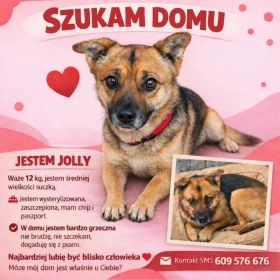 Jolly szuka domu 