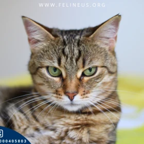 Simona - Specjalistka od przytulania szuka domu