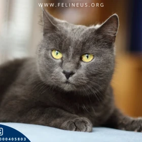 Popiołka - Urocza i towarzyska kotka czeka na dom