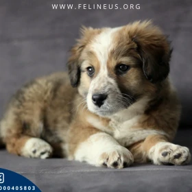 Muffin - Towarzyszki szczeniak czeka na dom