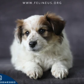 Krokiet - Uroczy psiak szuka domu