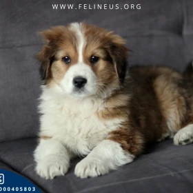 Bobik - Ciekawski i rezolutny psiak czeka na dom