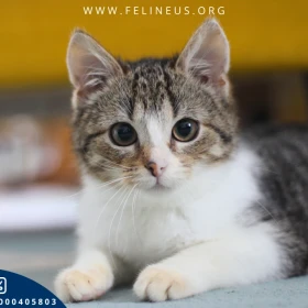 Muszelka - Spragniona bliskości kicia czeka na dom