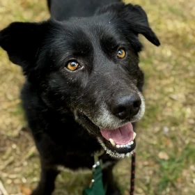 Diablo - za “zwykły” na adopcję?