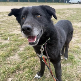 Diablo - za “zwykły” na adopcję?