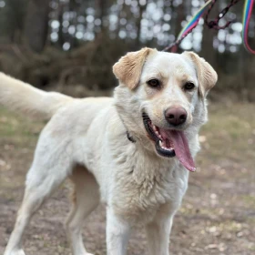 Młoda, kochająca kobiety suczka w typie labradora 