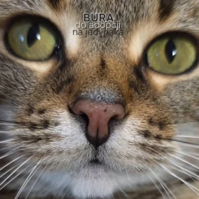 BURA długo czeka na dom