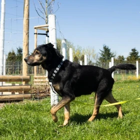 Kazar