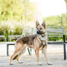 Śliwka wróciła z adopcji💔 pilnie szuka domu 