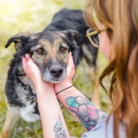 Merida wyjątkowa sunia do adopcji 