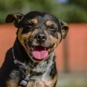 🐾 Dracula szuka domu 🐾