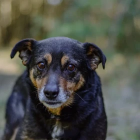 🐾 Kusy – mały pies z wielką prośbą o miłość 🐾