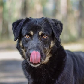 🐾 Imbir – serce pełne życia, które ktoś porzucił 🐾