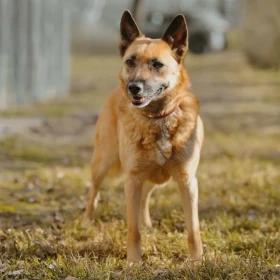 Vera - suczka przywiązana pod schroniskiem 