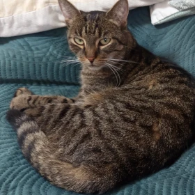 Zaginęła 6,5-letnia kotka Zadra