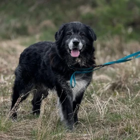 Pogodny, duży Bruno wyłowiony z jeziora