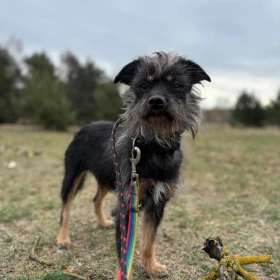 Rozczochrana Zołza szuka wyrozumiałego opiekuna 