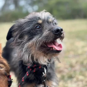 Rozczochrana Zołza szuka wyrozumiałego opiekuna 