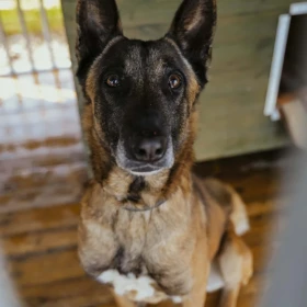 Sierżant - młody pies w typie owczarka belgijskiego 