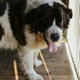 Betowen - olbrzym w typie bernardyna 