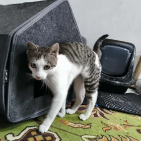 Saga szuka rąk chętnych do głaskania i zabawy