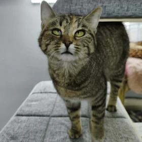 Słodka, przyjacielska Zezolka na tropie domu!