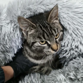 Kocia gaduła i pieszczocha Mika