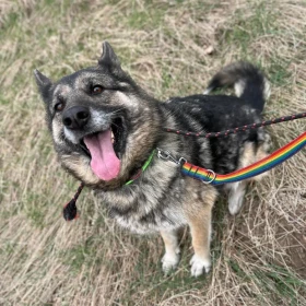 Puszysta, aktywna i inteligentna Kara w typie owczarka