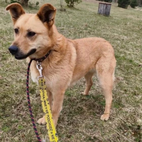 Piękna suczka Gapa z zagadkową historią