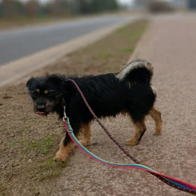 Malutki szorściak Ziutek