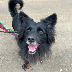 Energiczny, mały i rozkoszny Murzynek