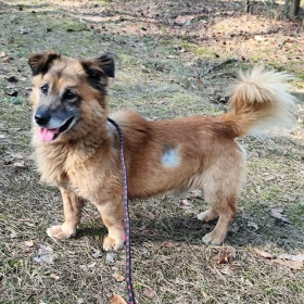 Puchaty Rudzik poleca się do adopcji :)