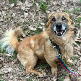 Puchaty Rudzik poleca się do adopcji :)