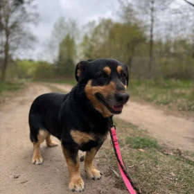 Przesympatyczny kundelek Tobi