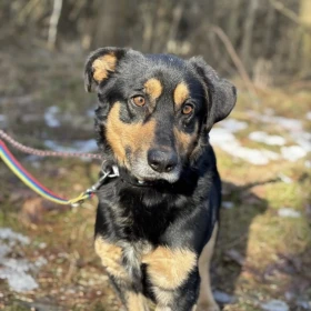 Przesympatyczny kundelek Tobi