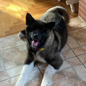 Zaginął Pies akita czarna, ok godz 18. 14/04/2026 Lublin ul. Raszyńska