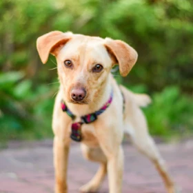 Waleczna Florka szuka domu 