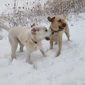 Wieczorem 16.04 zaginęły w Tokarni koło Chęcin dwa pieski