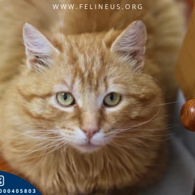 Rubik - Długowłosy rudzielec czeka na dom 