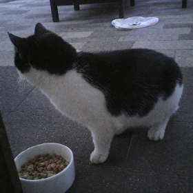 Zaginął kot w Miejscowości Piotrówek Gmina Kunice Dolnoslaskie