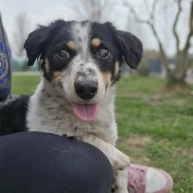 Niewidomy pies szuka bezpiecznego domu 