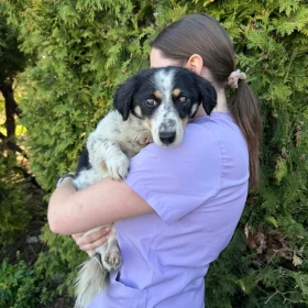 Niewidomy pies szuka bezpiecznego domu 