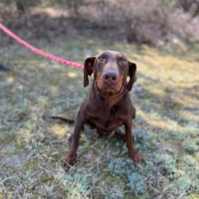 Mokka w typie dobermana szuka spokojnego miejsca 