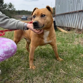 Marlon szuka spokojnego domu