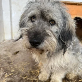 Pies jak z reklamy szuka domu